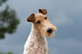 FOX TERRIER 650